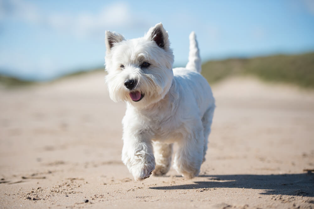 Pet running around at the beach pet-friendly places to stay in Panama City Beach